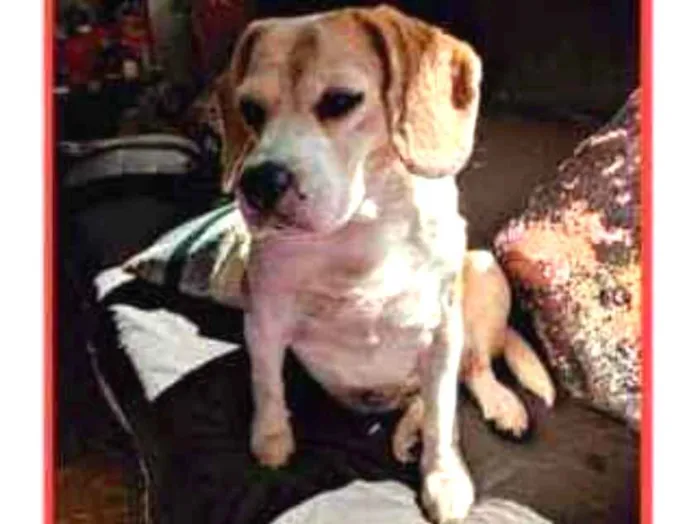 Cachorro ra a Beagle idade 6 ou mais anos nome Deyse Doris