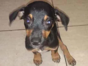 Cachorro raça Sem raça definida idade Abaixo de 2 meses nome Carinhosa