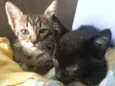 gatos filhotes
