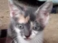 6 gatinhos abandonad