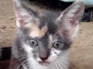 Gato raça Srd idade Abaixo de 2 meses nome 6 gatinhos abandonad