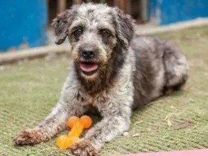 Cachorro raça  idade  nome KORA PEQUENA