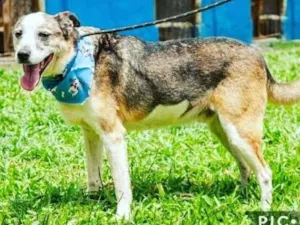 Cachorro raça  idade  nome Jujuba