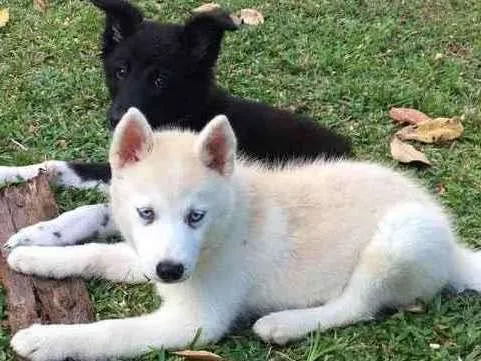 Cachorro ra a Border collie / husky  idade 2 a 6 meses nome Aurora / Nalu 