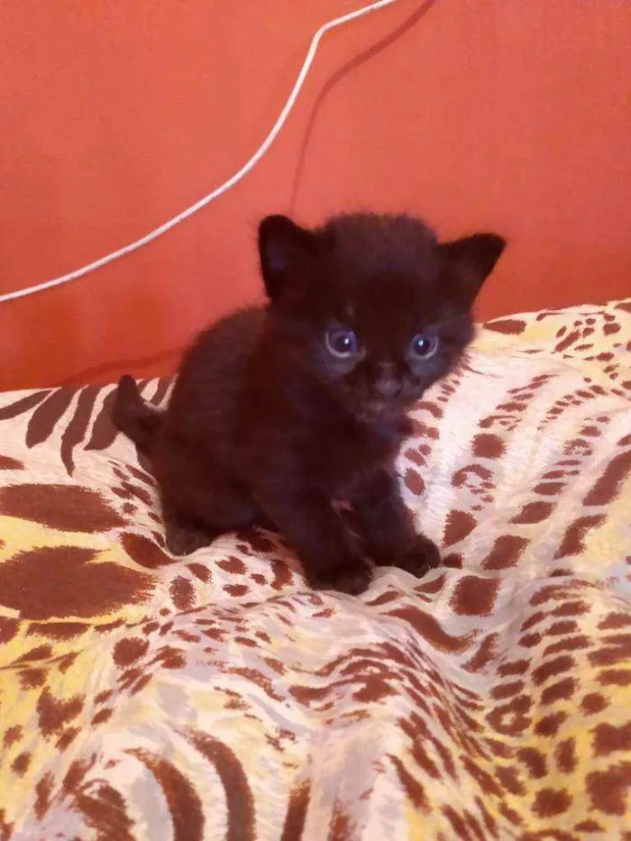Gato ra a SRD  idade Abaixo de 2 meses nome Sem nome 