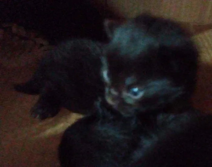 Gato ra a SRD  idade Abaixo de 2 meses nome Sem nome 