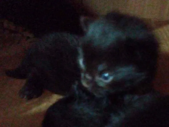Gato ra a SRD  idade Abaixo de 2 meses nome Sem nome 