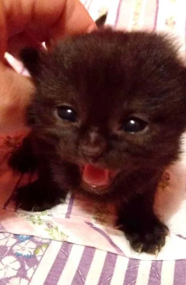 Gato ra a SRD  idade Abaixo de 2 meses nome Sem nome 