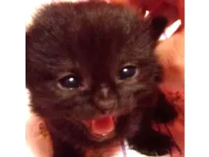 Gato raça SRD  idade Abaixo de 2 meses nome Sem nome 