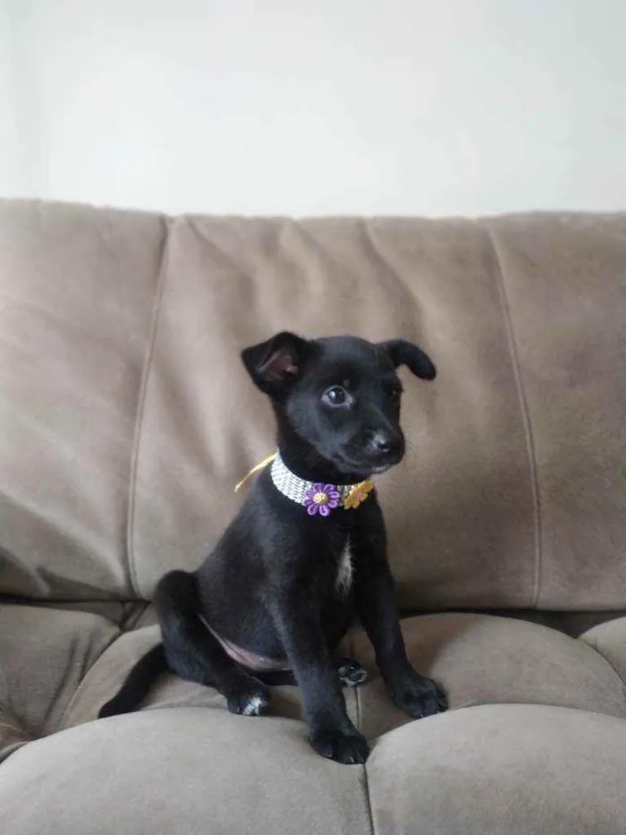 Cachorro raça SRD idade Abaixo de 2 meses nome Pitchuca