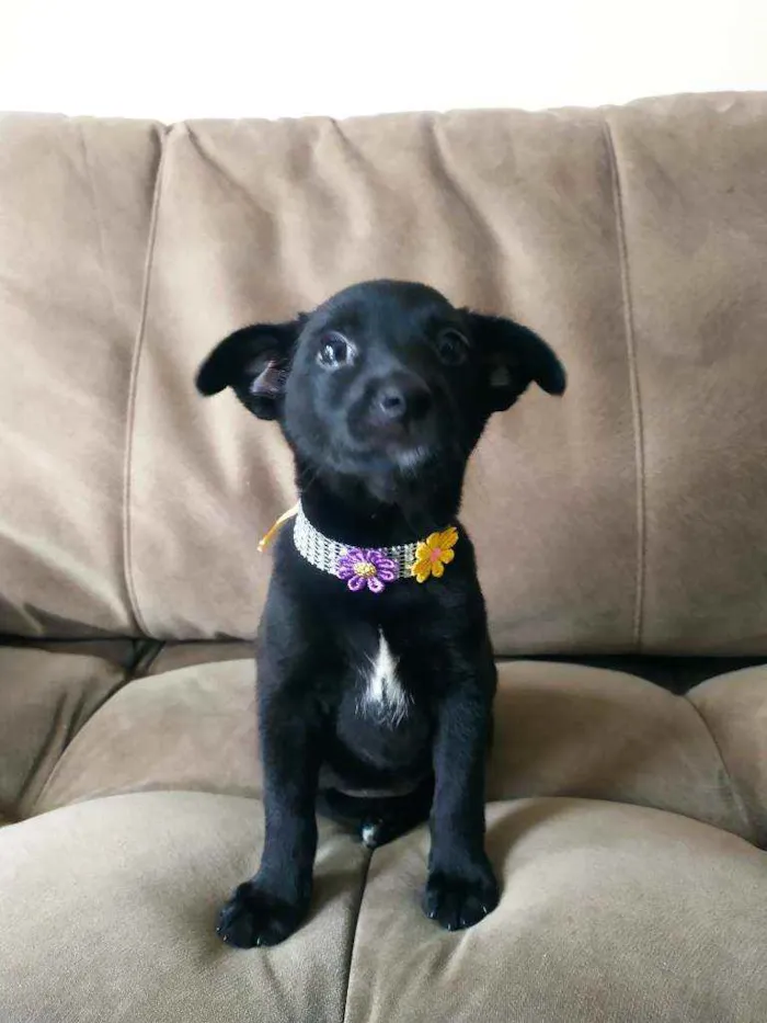 Cachorro raça SRD idade Abaixo de 2 meses nome Pitchuca