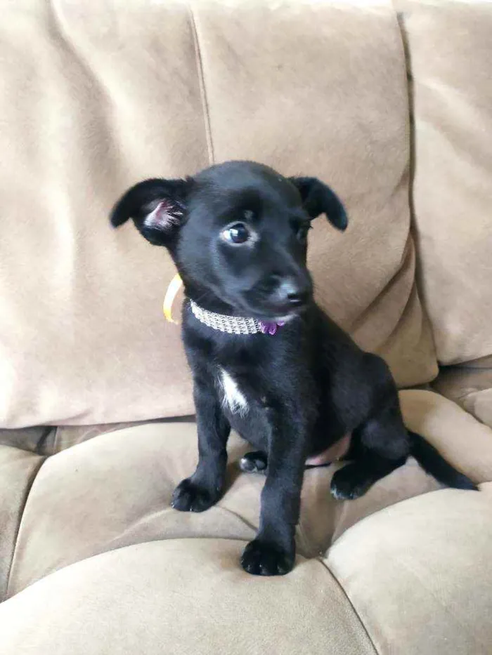 Cachorro raça SRD idade Abaixo de 2 meses nome Pitchuca