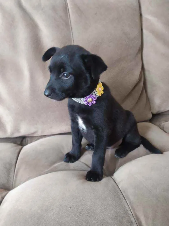 Cachorro raça SRD idade Abaixo de 2 meses nome Pitchuca