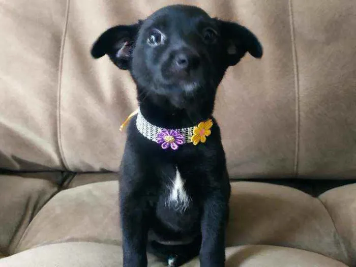 Cachorro raça SRD idade Abaixo de 2 meses nome Pitchuca