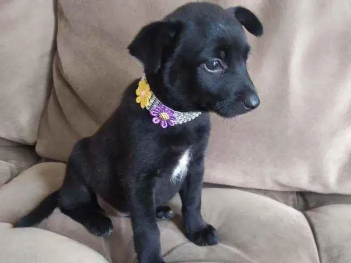 Cachorro raça SRD idade Abaixo de 2 meses nome Pitchuca