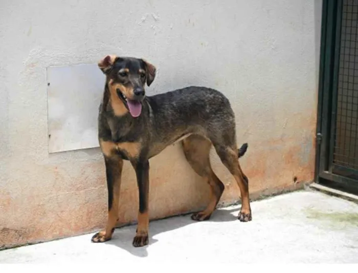 Cachorro raça Vira lata  idade 1 ano nome Mary 