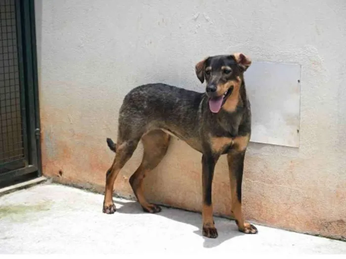 Cachorro raça Vira lata  idade 1 ano nome Mary 