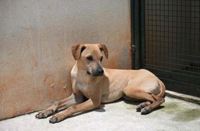 Cachorro raça Vira lata  idade 1 ano nome Alvaro 