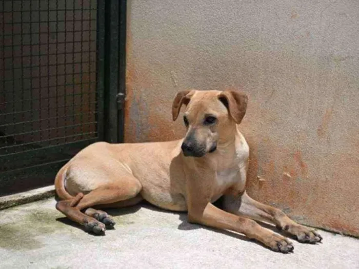 Cachorro raça Vira lata  idade 1 ano nome Alvaro 