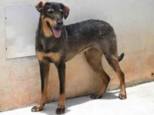 Cachorro raça Vira lata  idade 1 ano nome Mary 