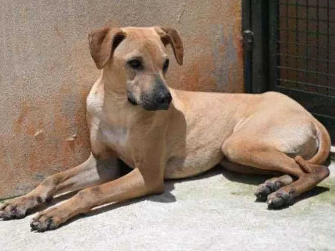 Cachorro raça Vira lata  idade 1 ano nome Alvaro 