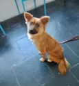 Cachorro raça Srd  idade 1 ano nome Nala linda e fofa 