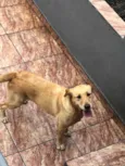 Cachorro raça Labrador  idade  nome Tiger, Pipoca