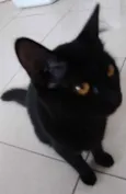 Gato raça Srd idade 2 a 6 meses nome Luigi um lindo 