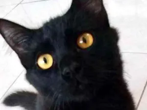 Gato raça Srd idade 2 a 6 meses nome Luigi um lindo 