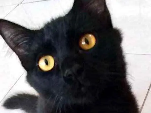 Gato raça Srd idade 2 a 6 meses nome Luigi um lindo 