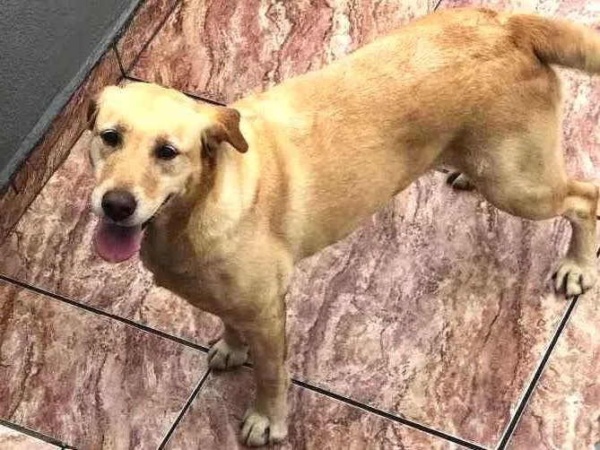 Cachorro raça Labrador  idade  nome Tiger, Pipoca