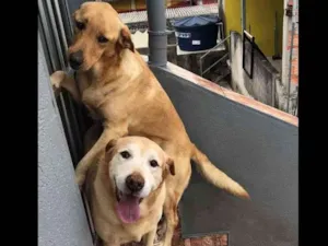Cachorro raça Labrador  idade  nome Tiger, Pipoca