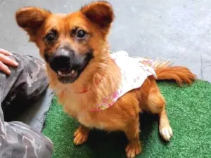 Cachorro raça Srd  idade 1 ano nome Nala linda e fofa 