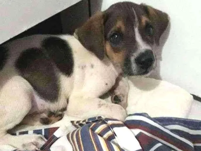 Cachorro ra a Mestiço  idade Abaixo de 2 meses nome Floquinho 