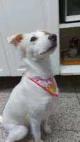 Cachorro raça Srd idade 1 ano nome Ayla