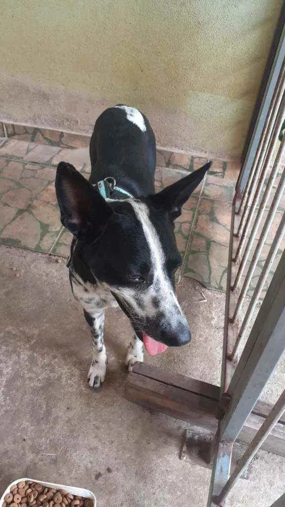 Cachorro raça SRD idade 4 anos nome Zé Pequeno - Zezão
