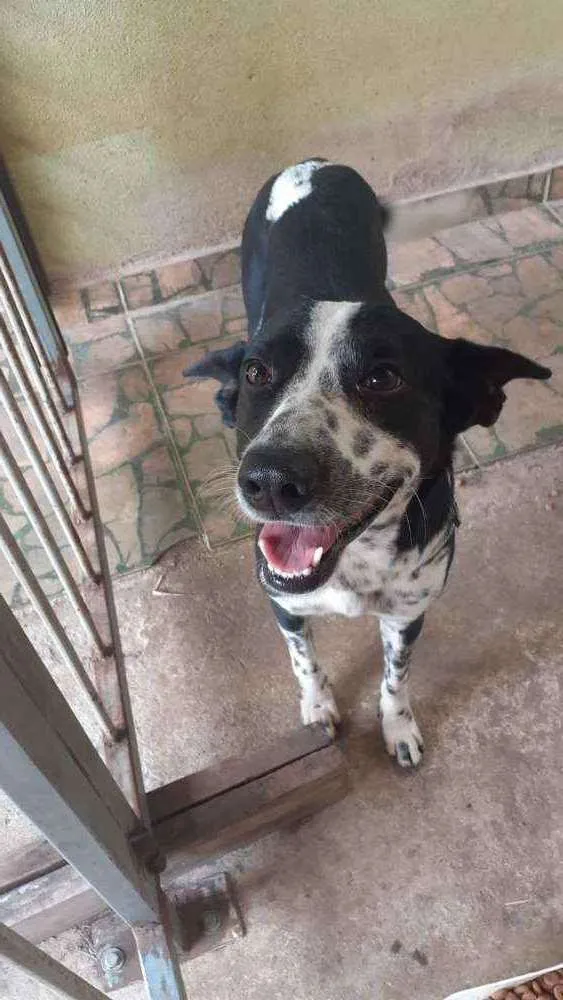 Cachorro raça SRD idade 4 anos nome Zé Pequeno - Zezão
