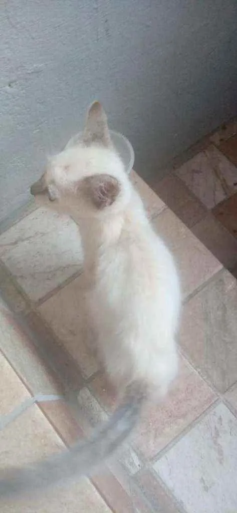 Gato ra a (não sei) idade 2 a 6 meses nome snow