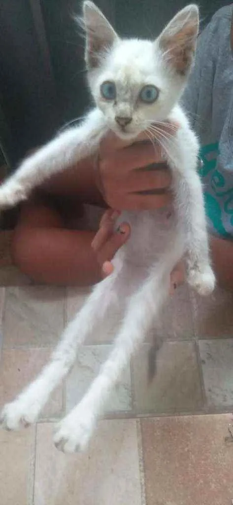 Gato ra a (não sei) idade 2 a 6 meses nome snow