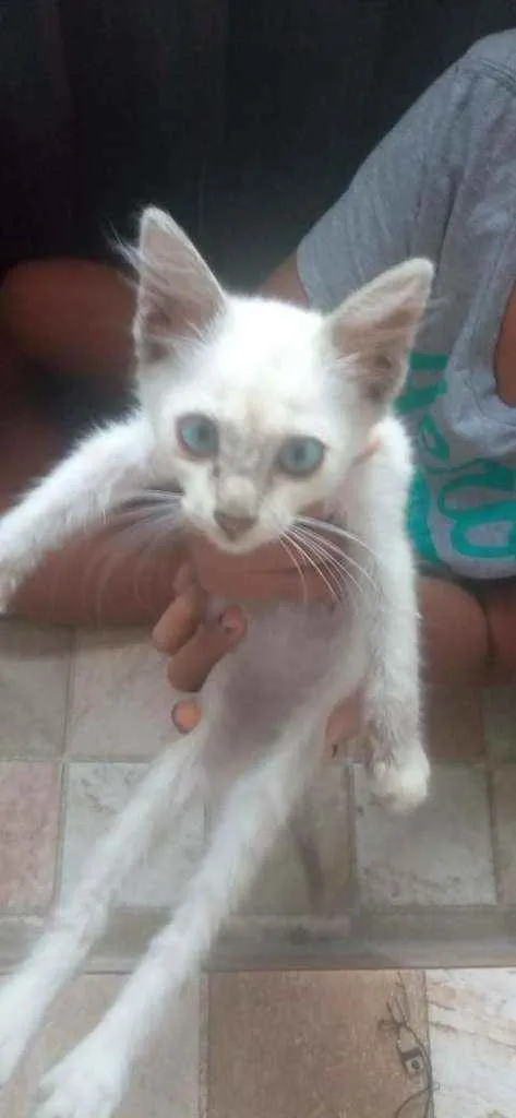 Gato ra a (não sei) idade 2 a 6 meses nome snow