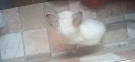 Gato ra a (não sei) idade 2 a 6 meses nome snow