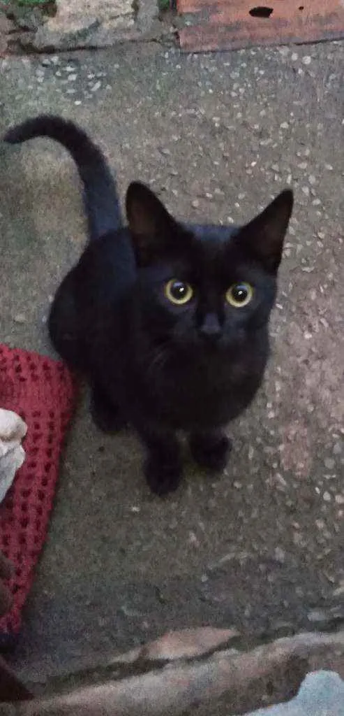 Gato raça Sem raça definida  idade 2 a 6 meses nome Pretinha