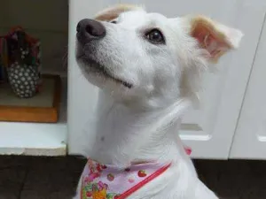 Cachorro raça Srd idade 1 ano nome Ayla
