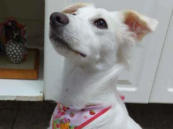 Cachorro raça Srd idade 1 ano nome Ayla