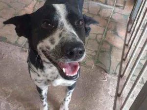 Cachorro raça SRD idade 4 anos nome Zé Pequeno - Zezão