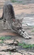 Chiquinho