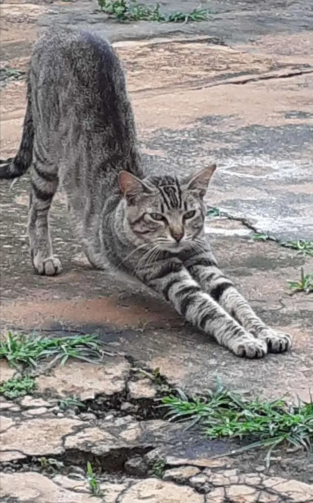 Gato ra a SRD-ViraLata idade 1 ano nome Chiquinho