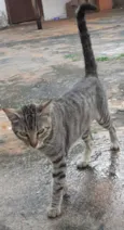 Chiquinho