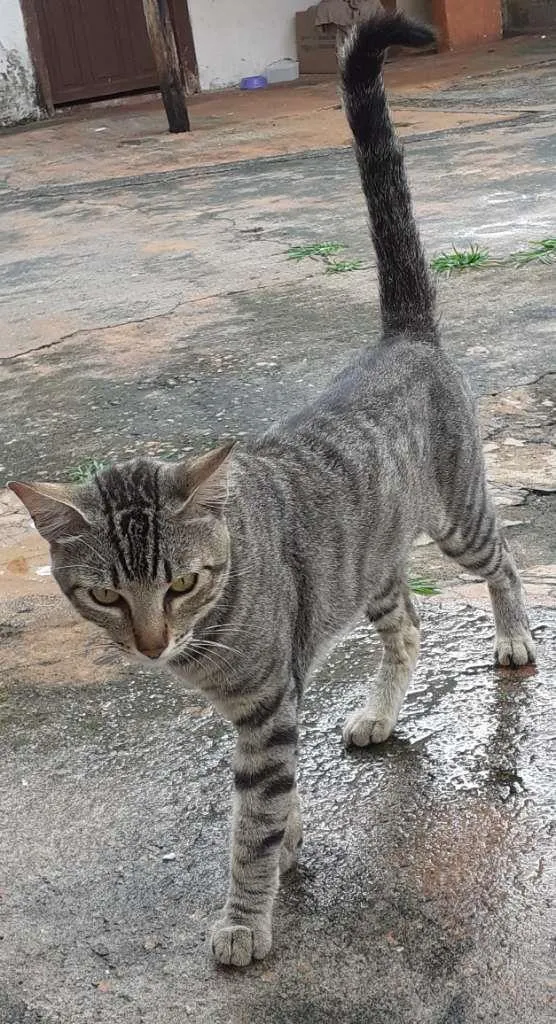 Gato ra a SRD-ViraLata idade 1 ano nome Chiquinho