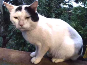 Gato raça Sem raça definida  idade 3 anos nome Branquinho